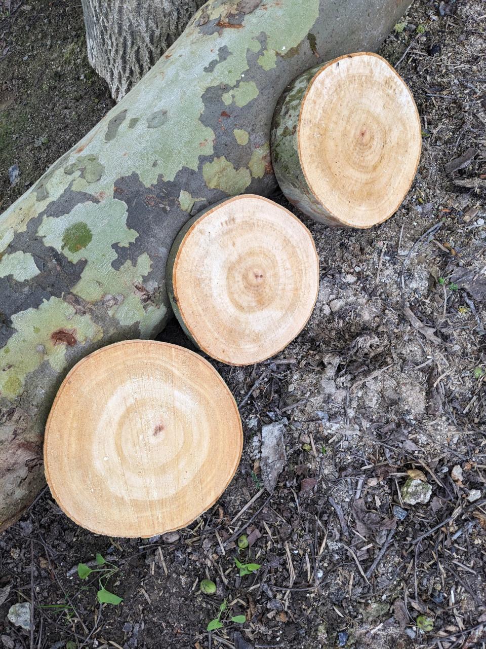 Houten schijven acacia ter decoratie