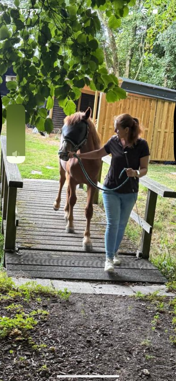 # Equi Pride # Gedrag, Grondwerk, Rijden, Natural Horsemanship etc.