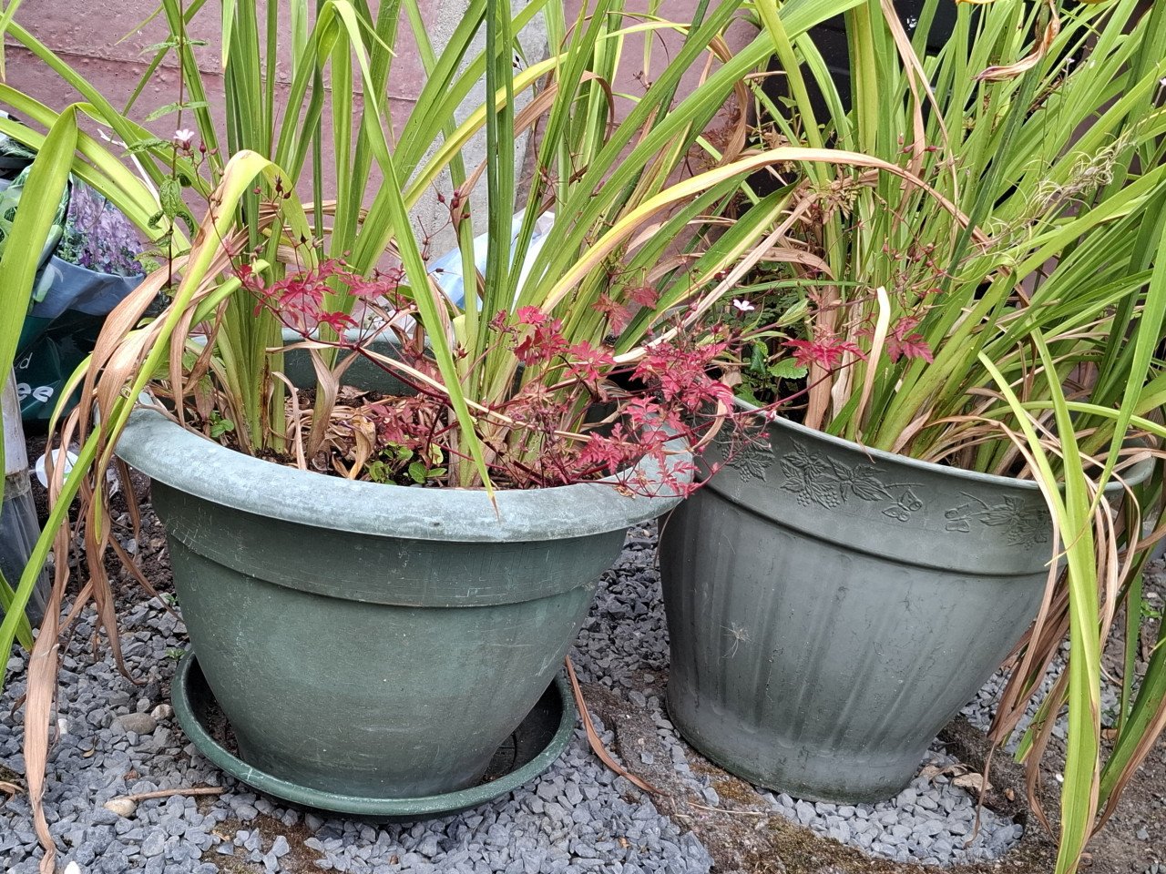 Sierlelies in pot, GRATIS!
