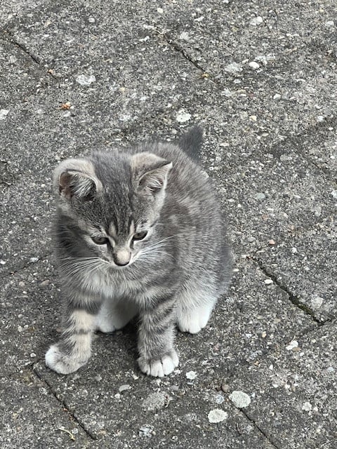Kittens