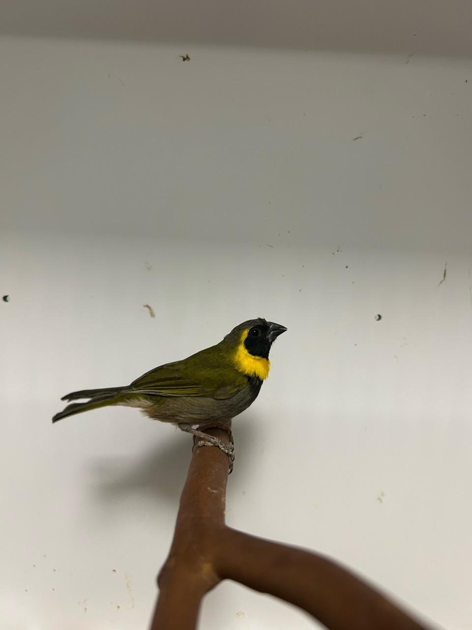 4-5 kleine cubavinken