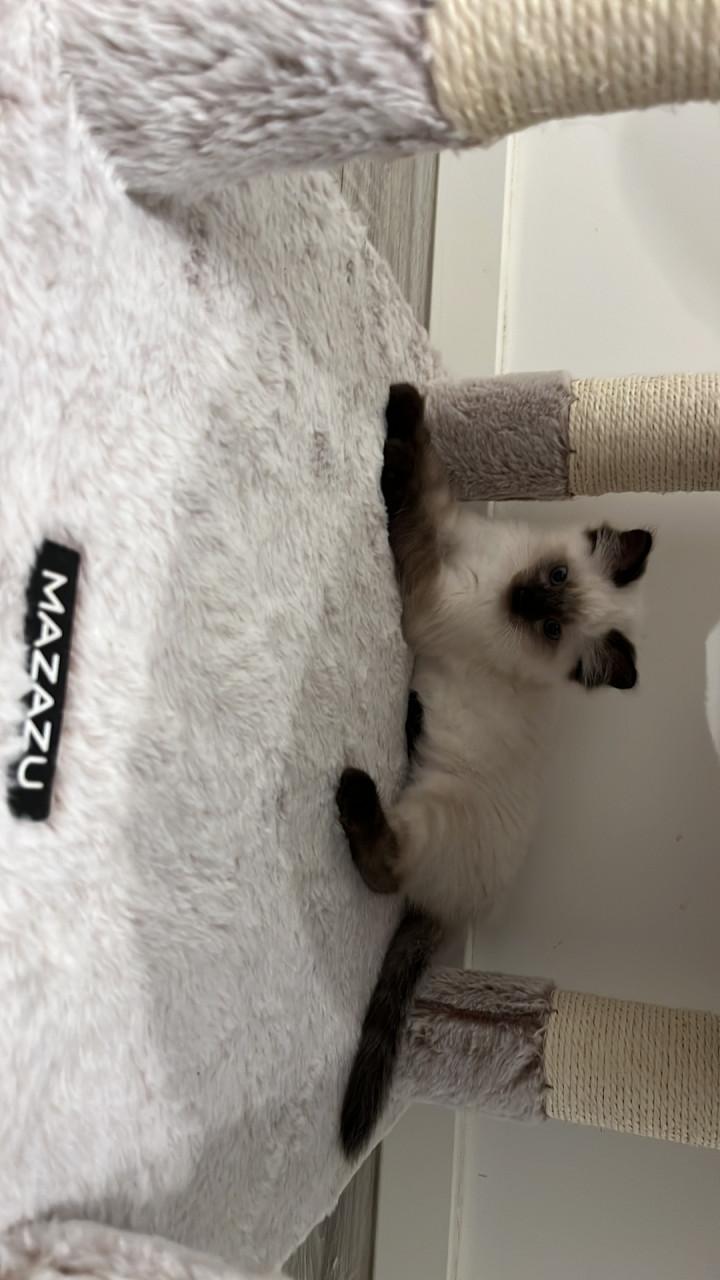 Ragdoll kittens