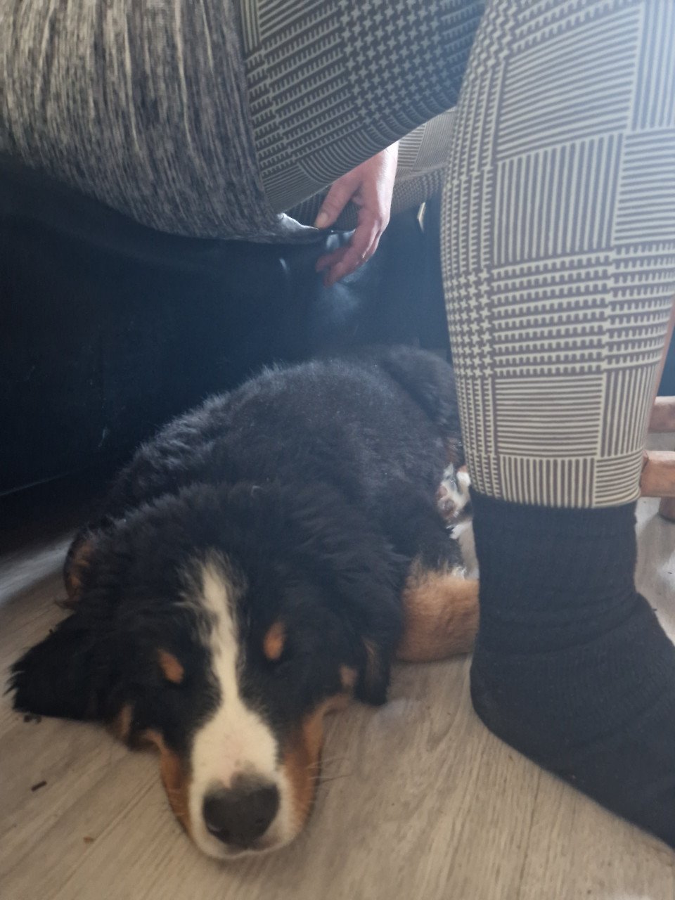 Lieve honden oppas aangeboden