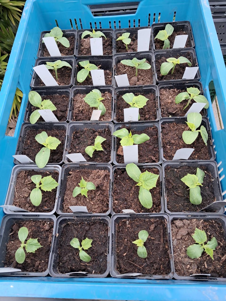 Courgette, komkommer en snackkomkommerplantenn