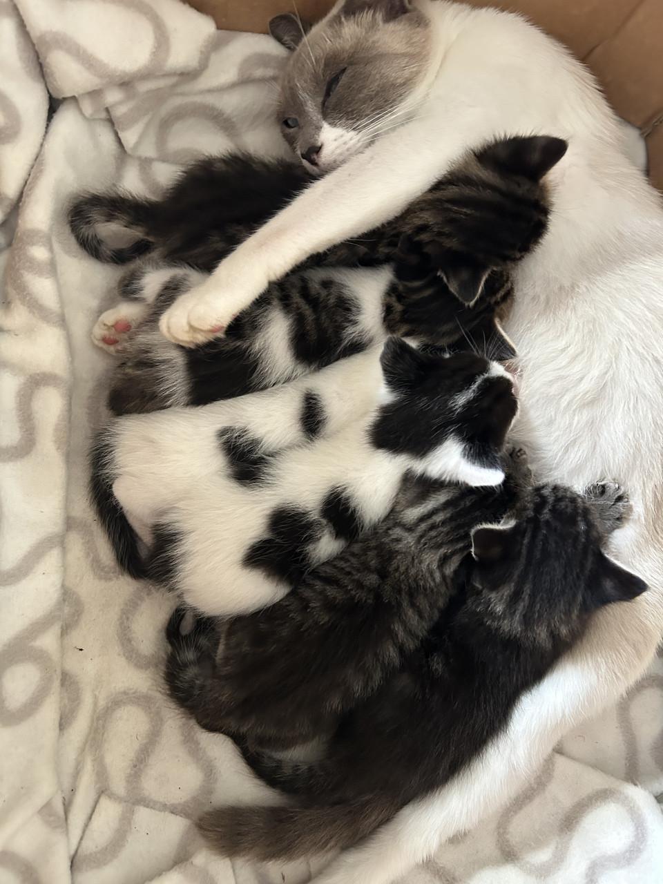 Mooie kittens 🐈‍⬛ 🐾