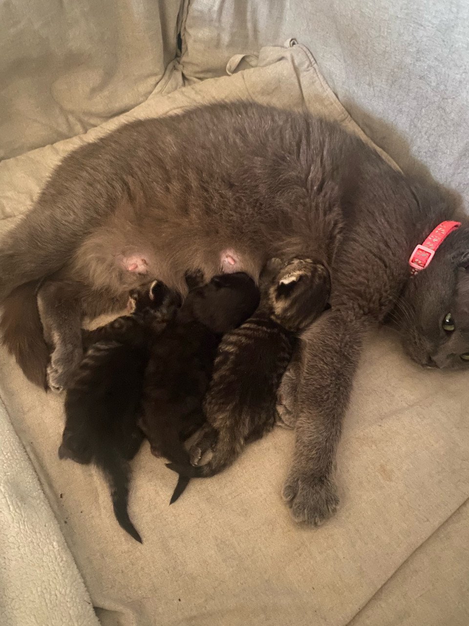 Kittens