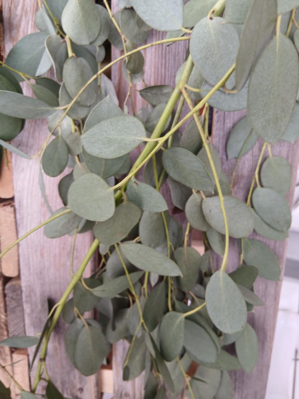 Eucalyptustakken