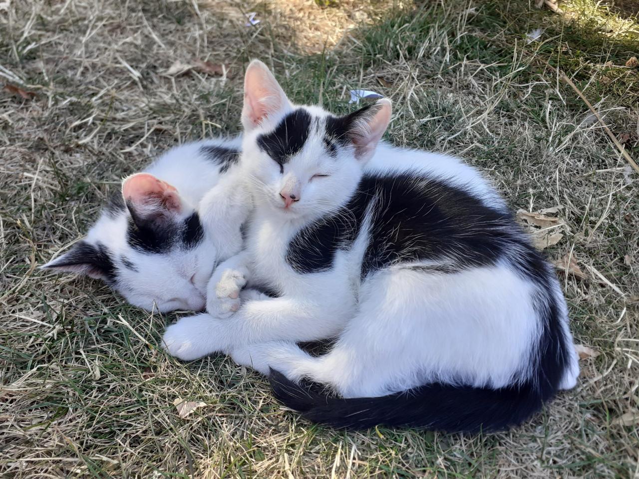 Lieve, makkelijke kittens