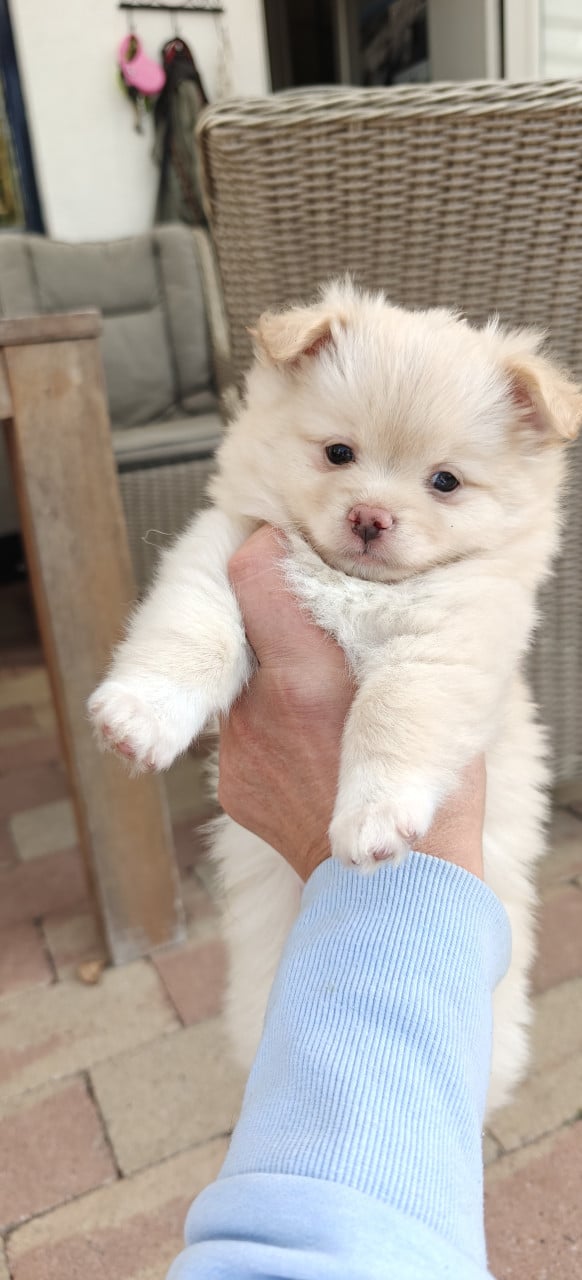 Kruising pommeriaan pup