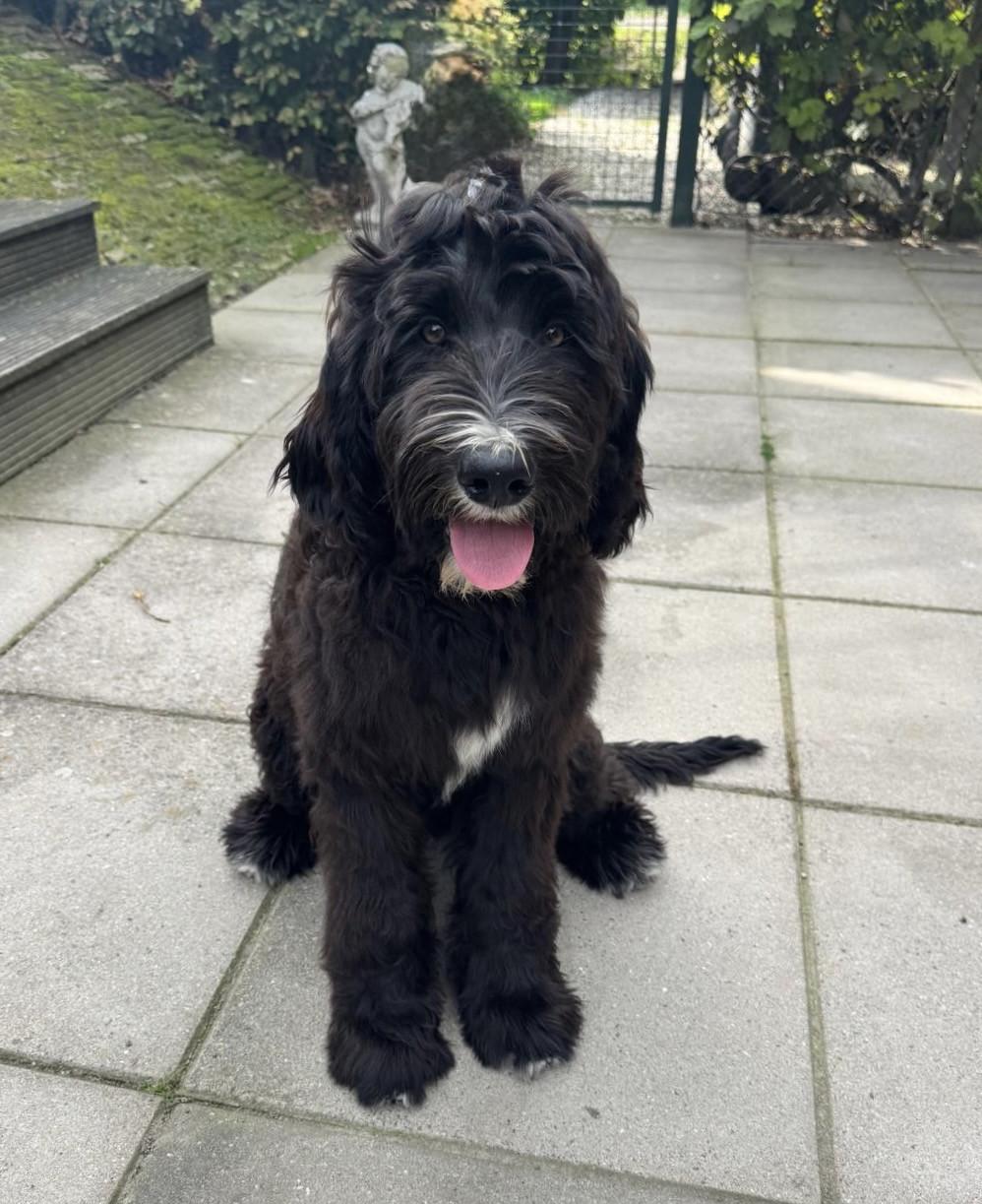 Labradoodle pups (standaard maat)