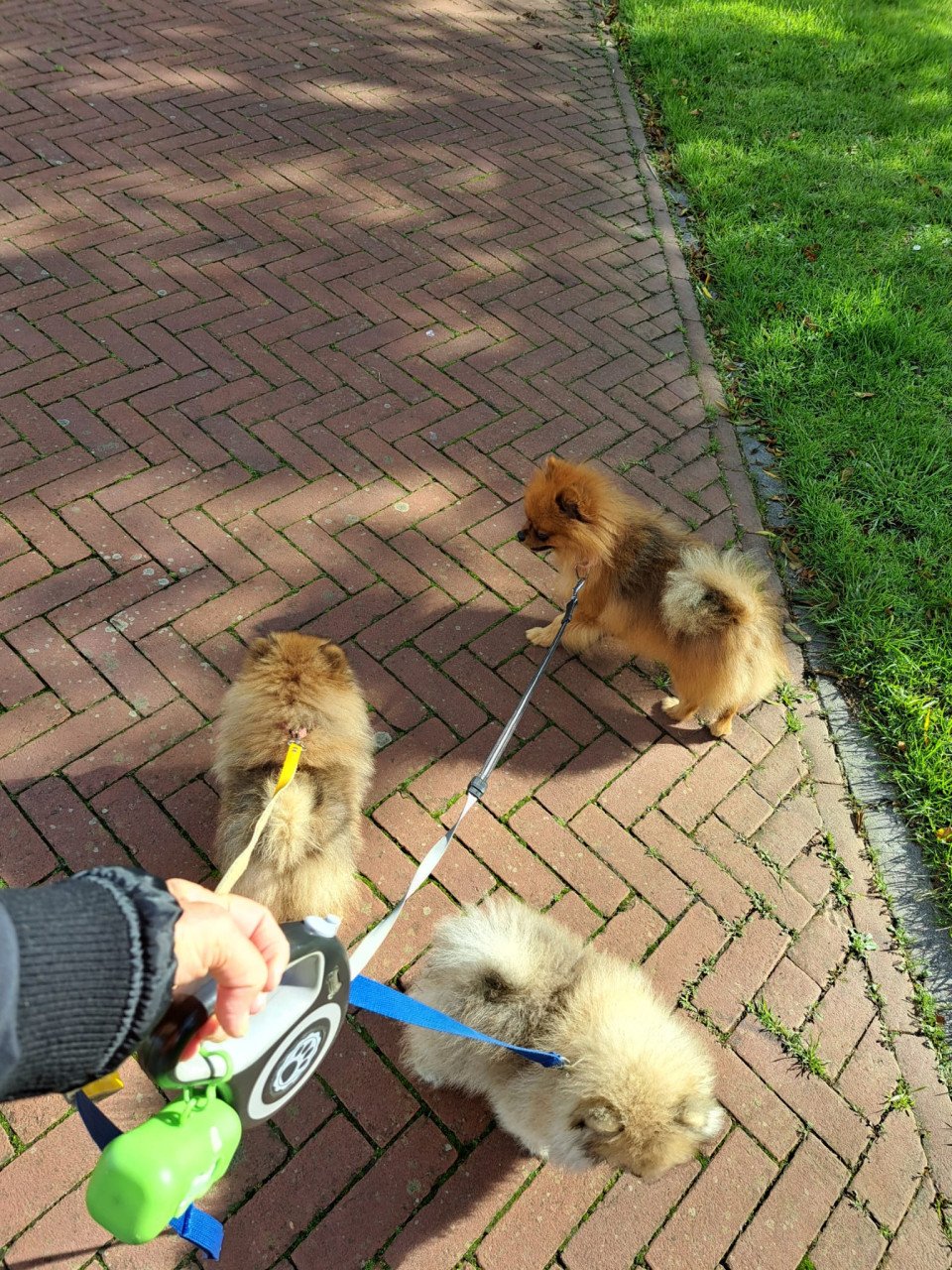 Pomeriaan (dwerg keeshond) puppy