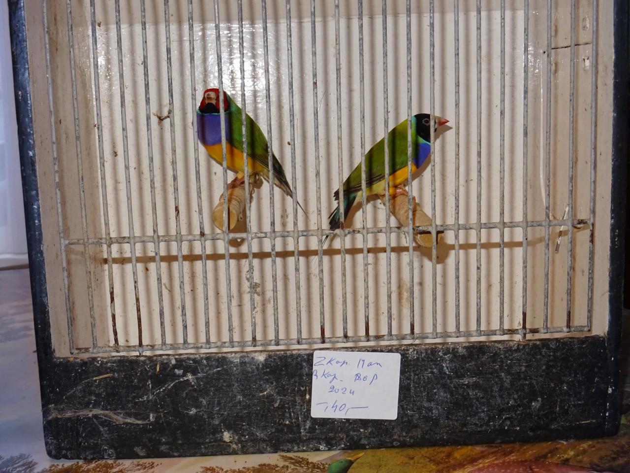 Te koop koppel mooie broedrijpe gouldsamadines van 2025