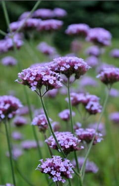 Verbena