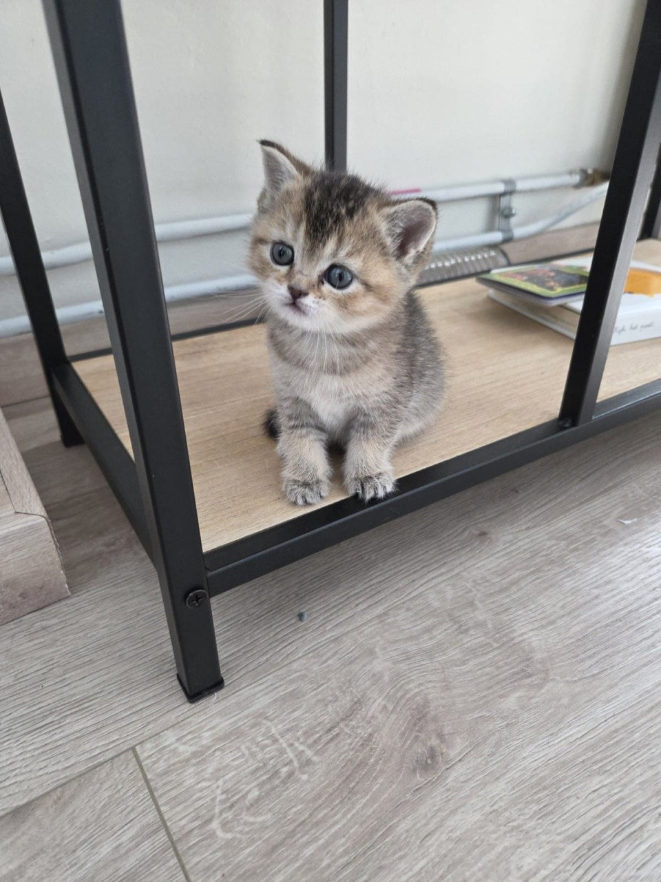 Kittens Britse Korthaar