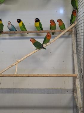 Agapornis fischeries, personata en roseicollis