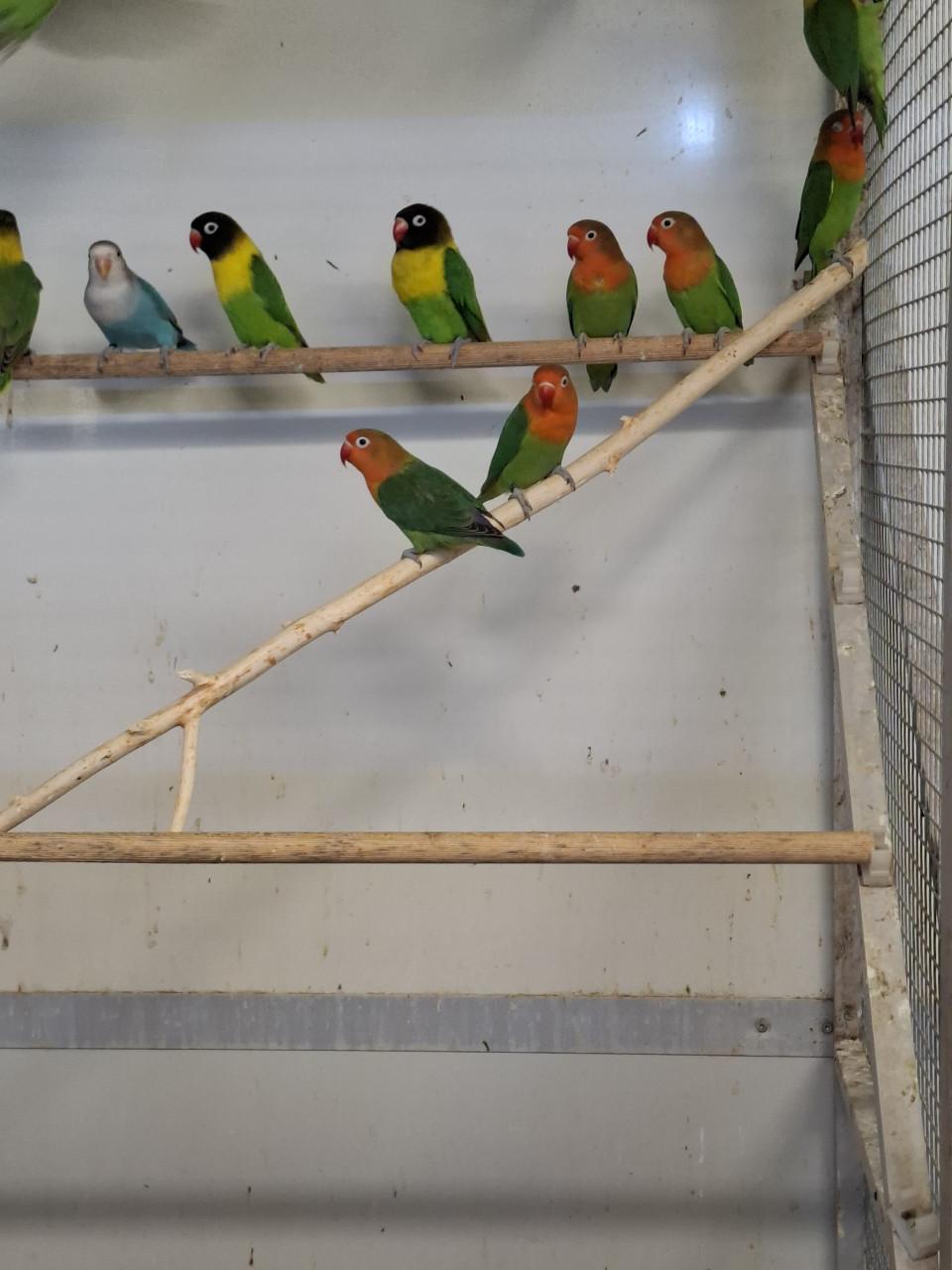 Agapornis fischeries, personata en roseicollis