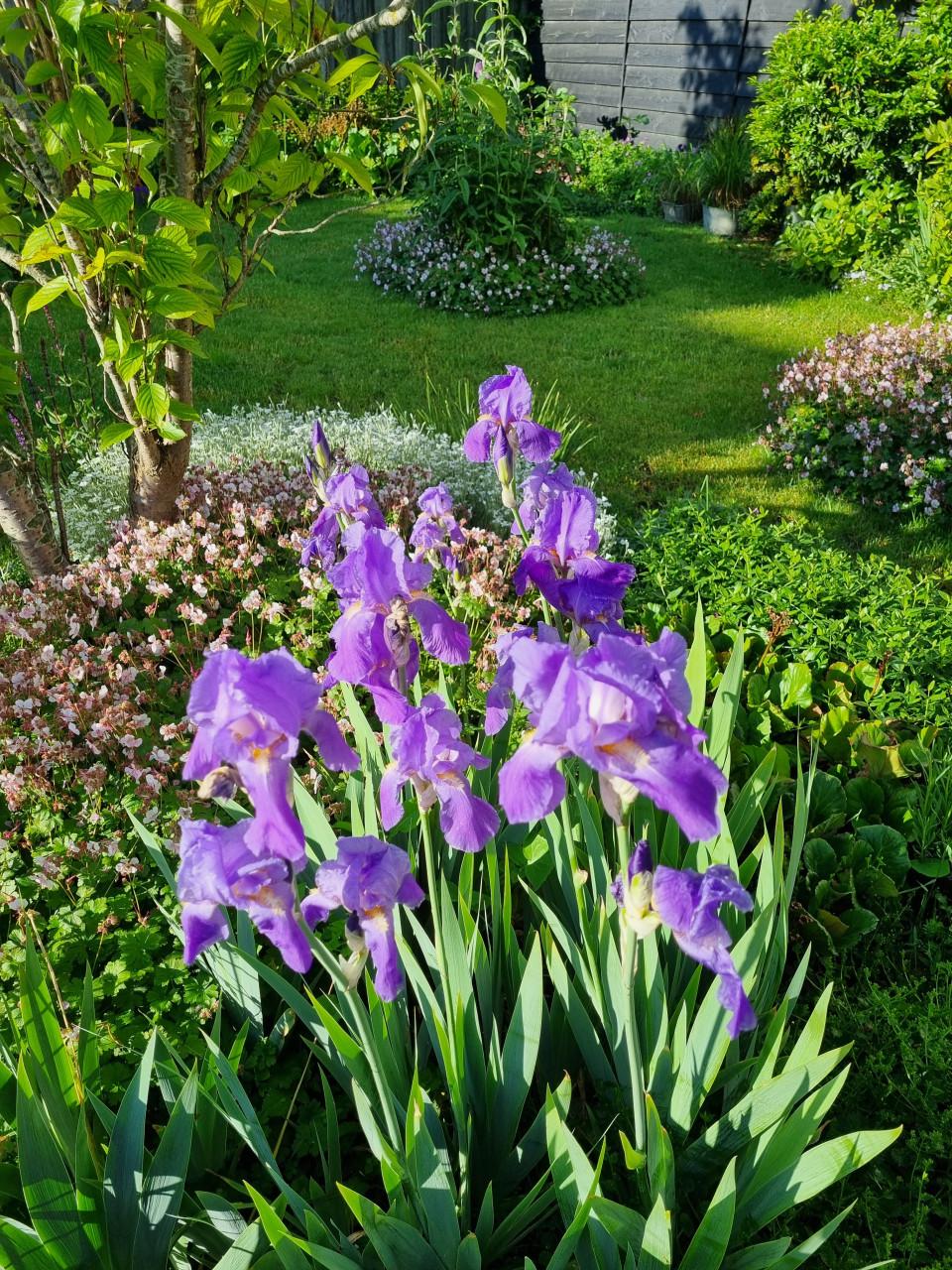 Diverse plantjes