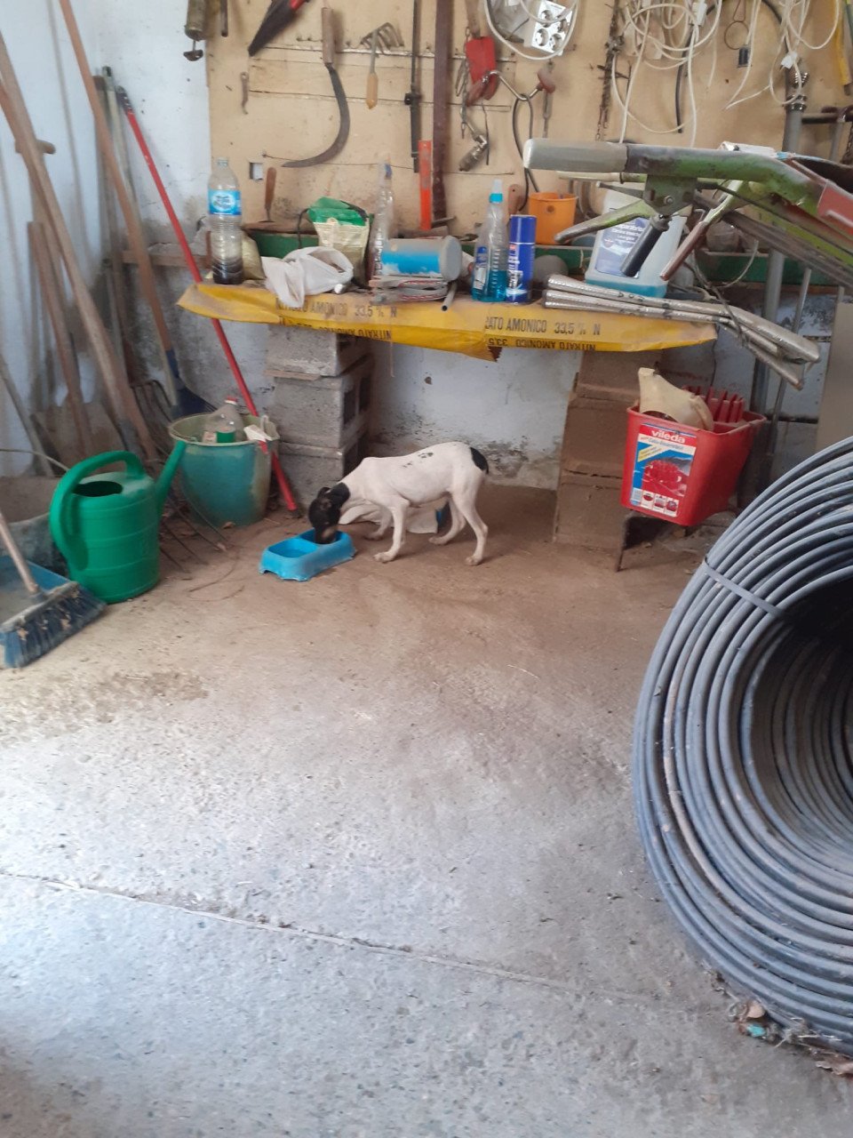 Alora Dog Rescue: Kleine Cristi liep verdwaald rond