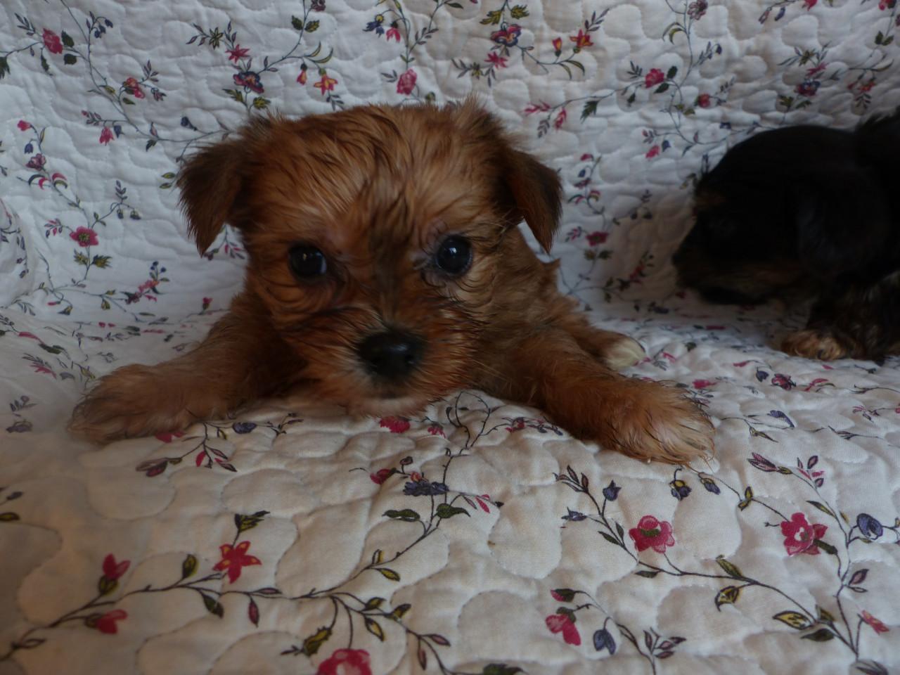 Gezonde mooie pups te koop niet doorgefokt