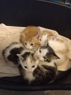 Kittens te koop