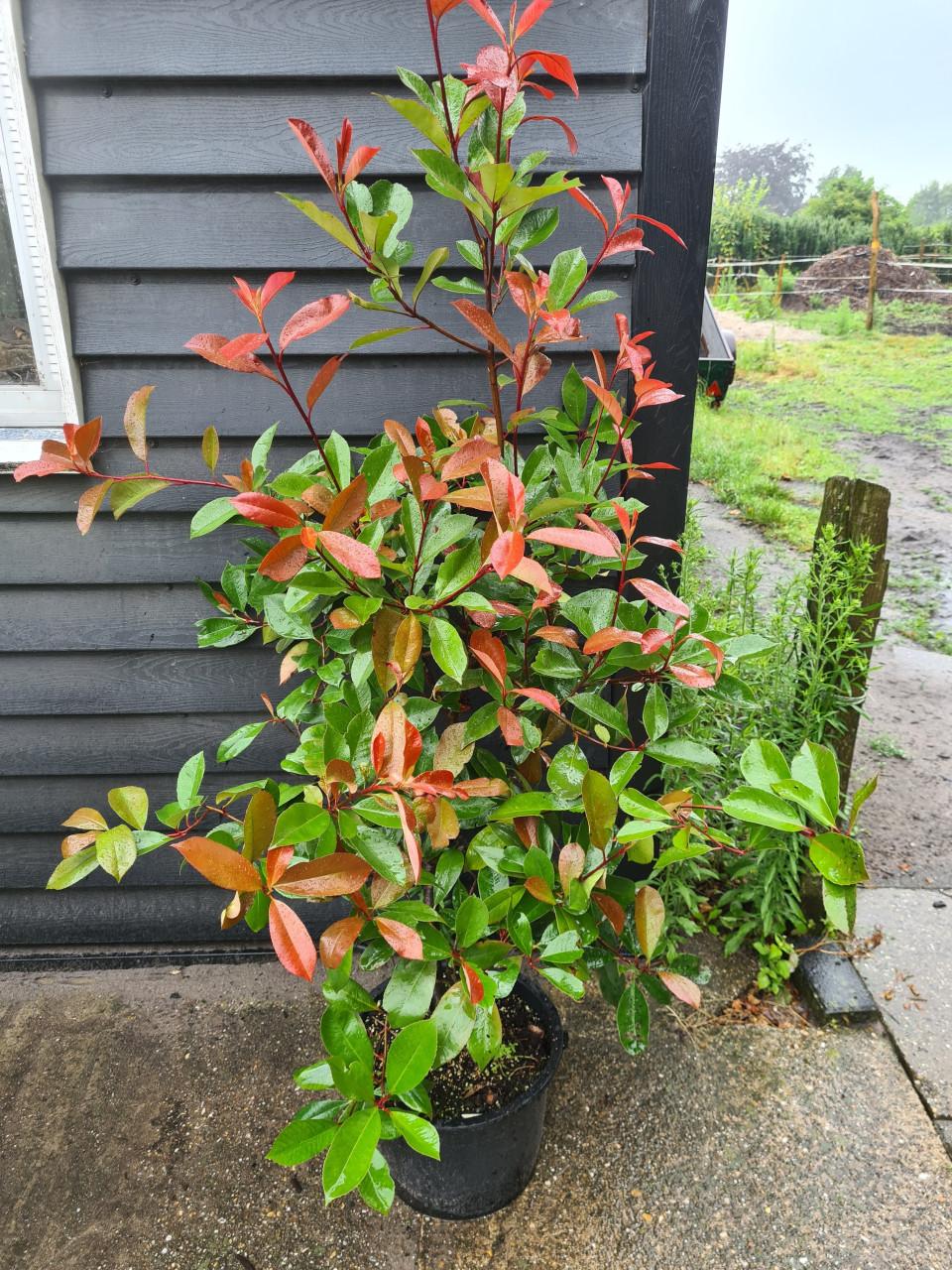 Photinia Fraseri Red Robin haagstruiken in alle maten