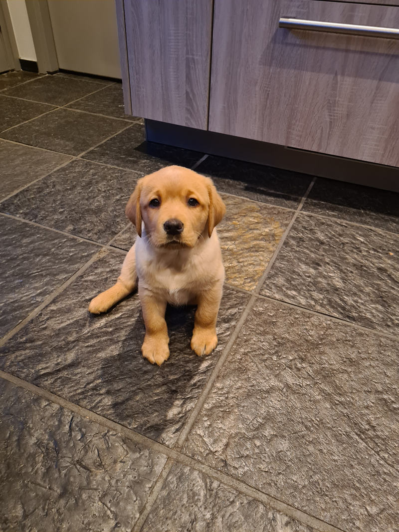 Lief Labrador-duo zoekt een warm en liefdevol thuis.