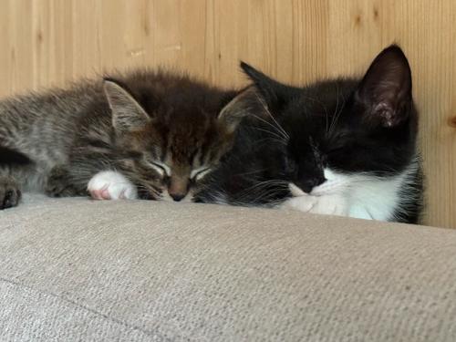 Kittens