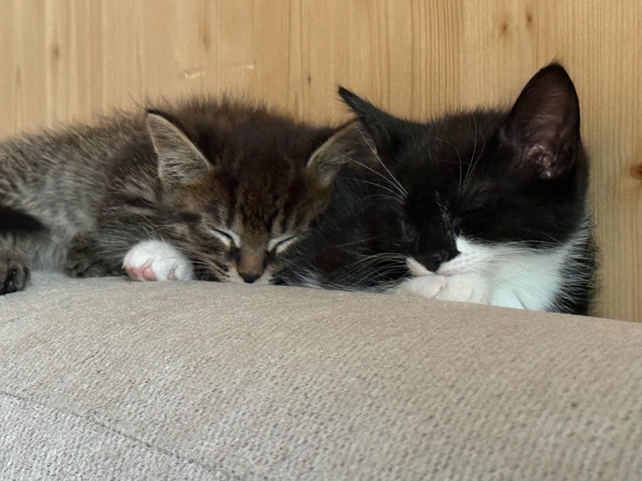 Kittens