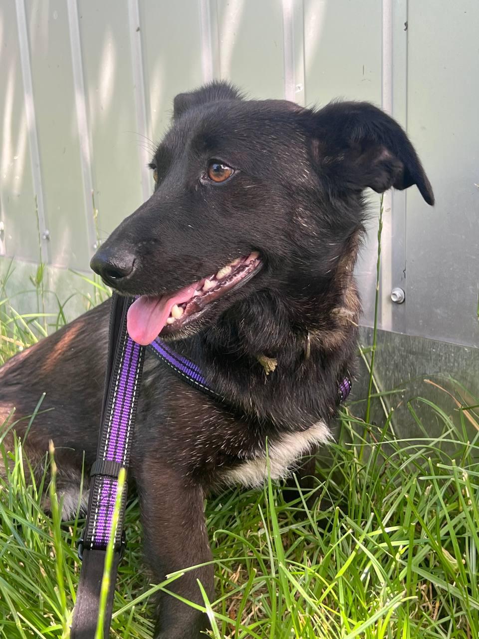 Klein hondje reu gecastreerd gechipt ontwormt ontvlooit  heeft Paspoort en