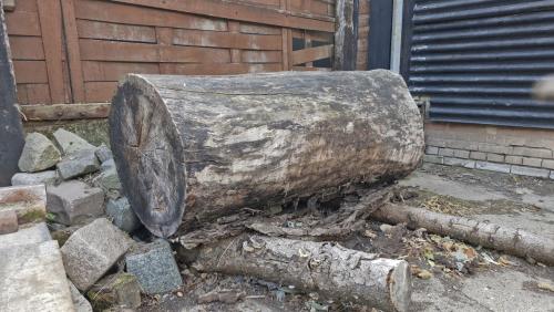 Boomstam, natuurlijk gedroogd, afmetingen ca. 1,6 m lang, doorsnede 70 cm