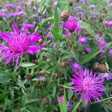 Zaden Gewoon Knoopkruid - Centaurea Jacea