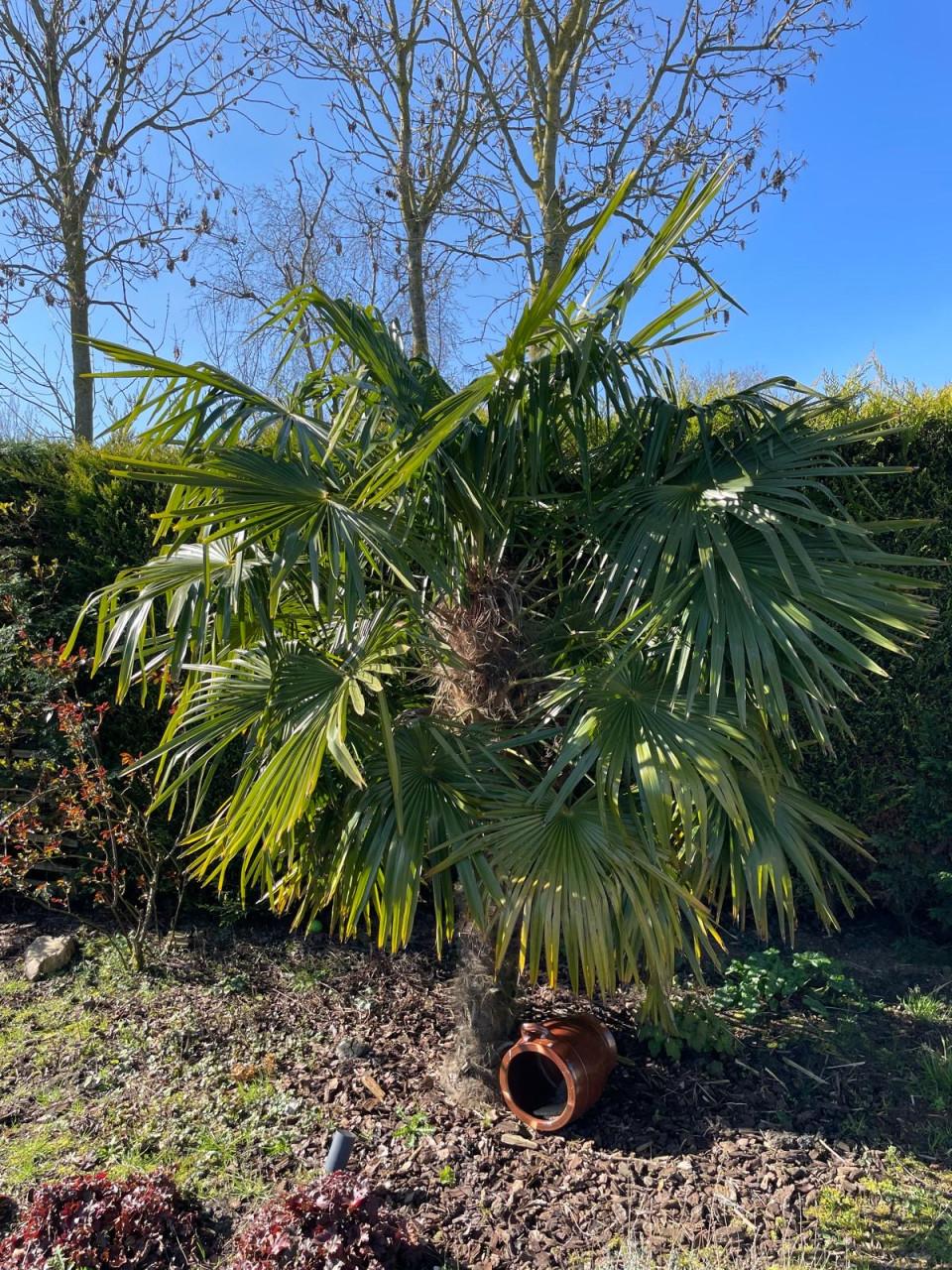 Palmboom
