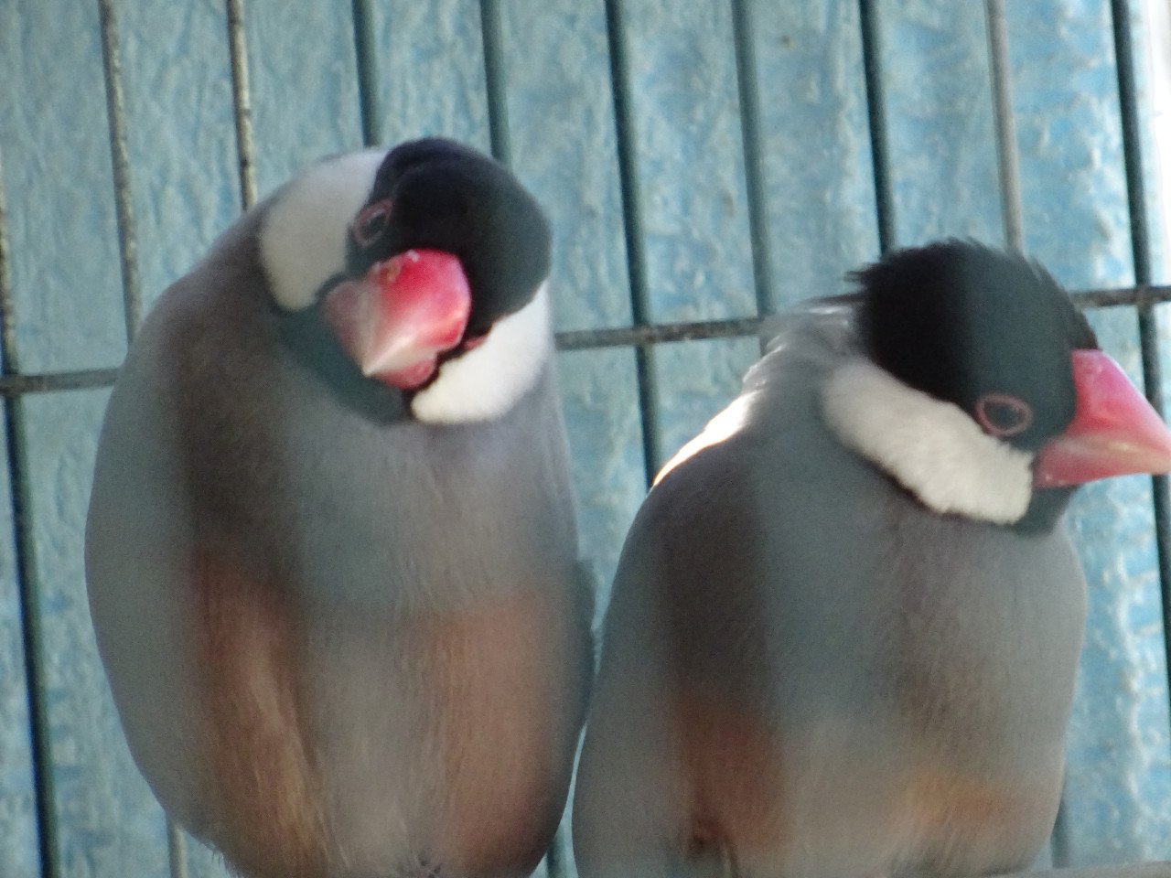 Te koop 5  wildkleur rijstvogels nog net niet op kleur GERESERVEERD