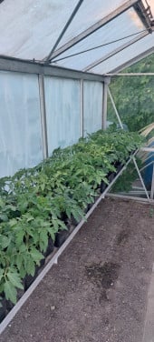 Tomaten planten