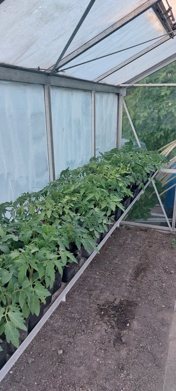 Tomaten planten
