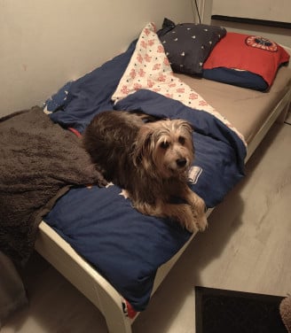 GRATIS -- Wit Houten bed 90 x 200