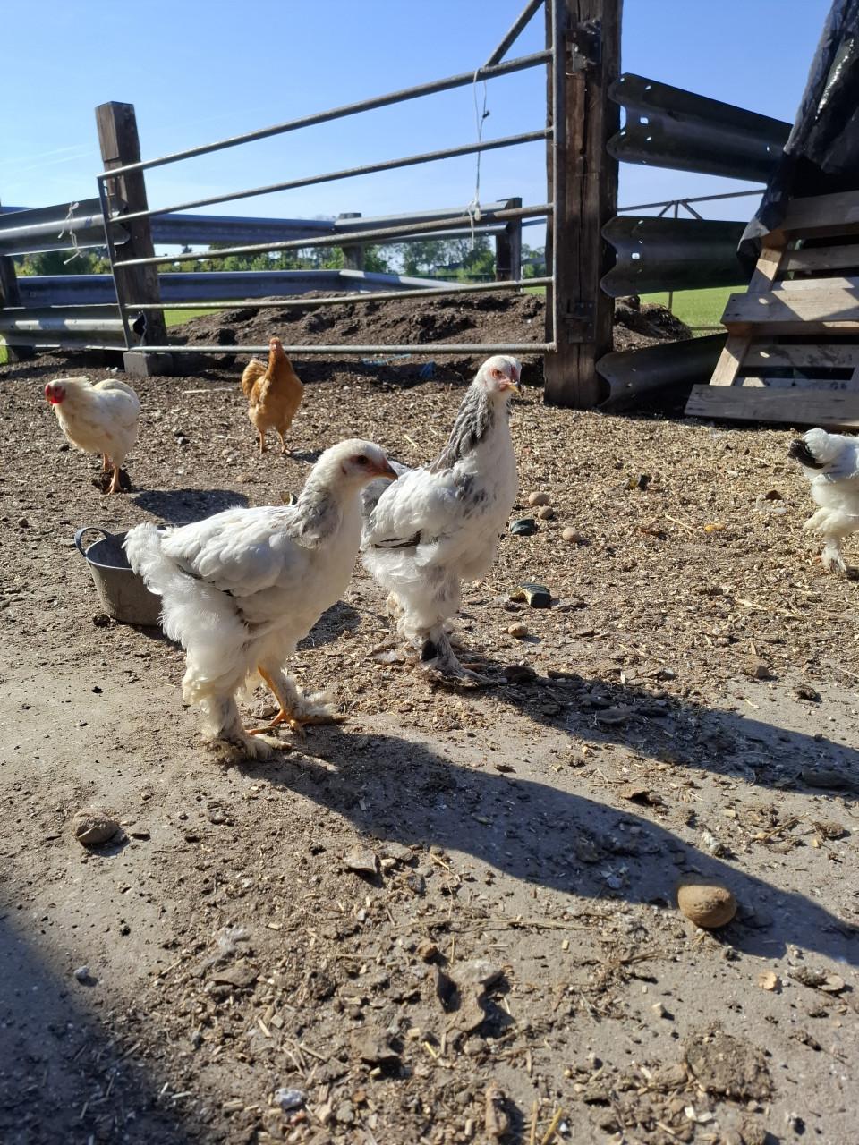 2 Brahma hennen