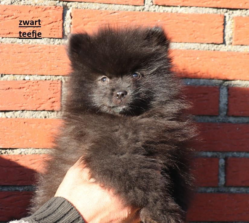 Pomeriaan pups beschikbaar