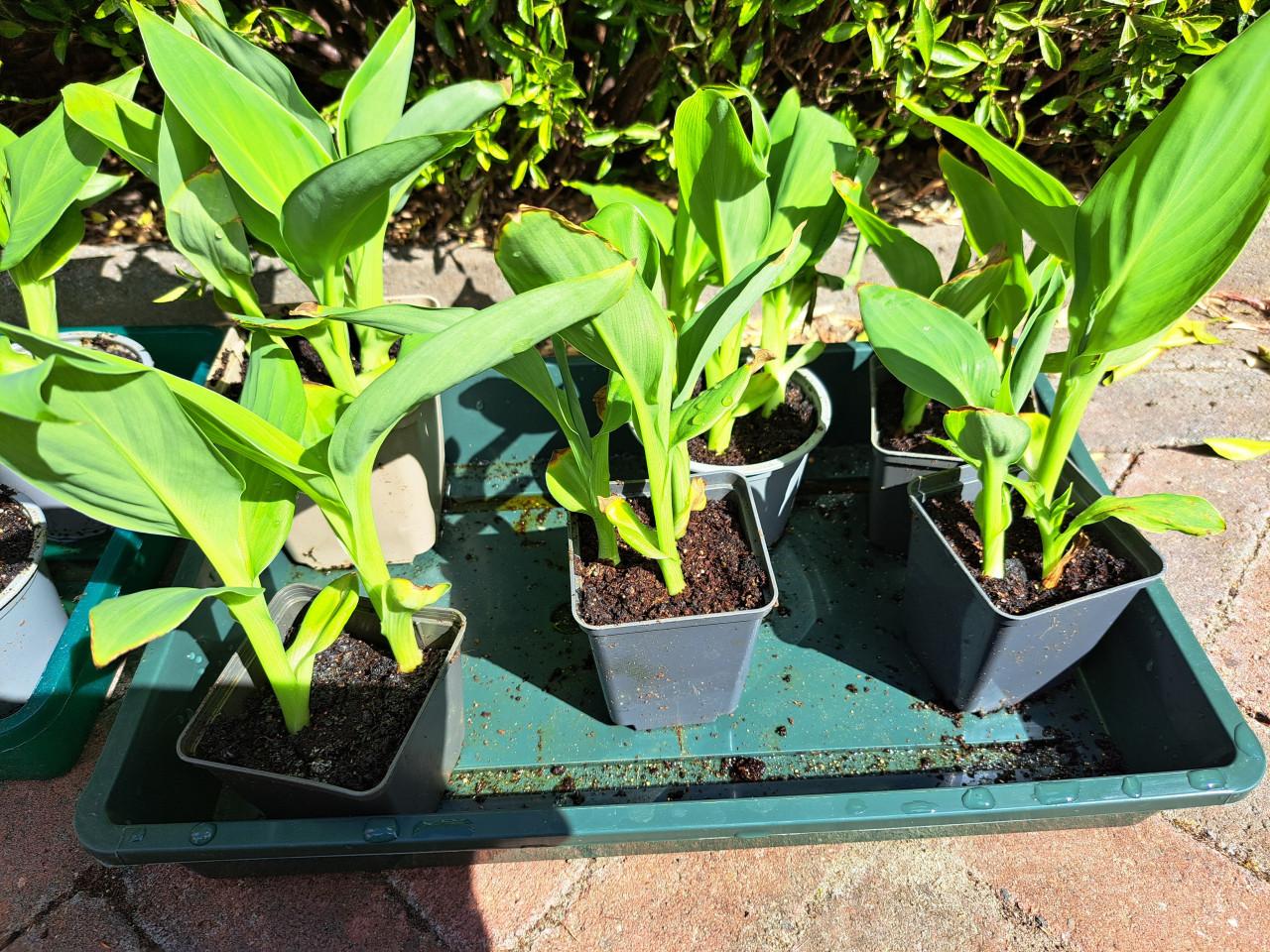 Gele canna/ indisch riet.