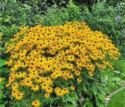 Rudbeckia