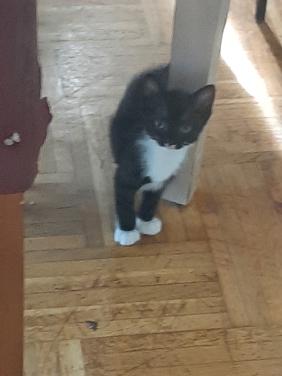 Kitten