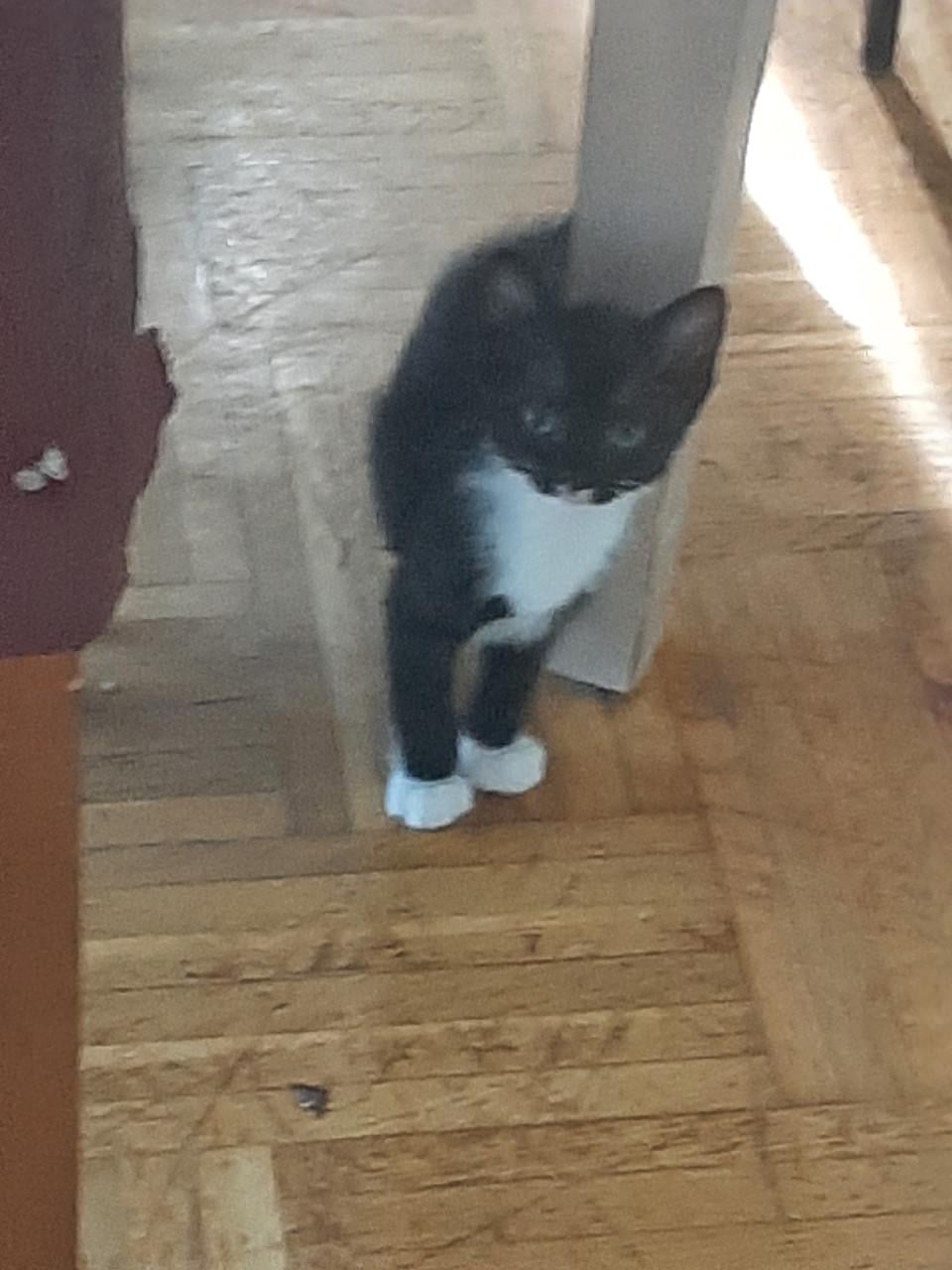 Kitten