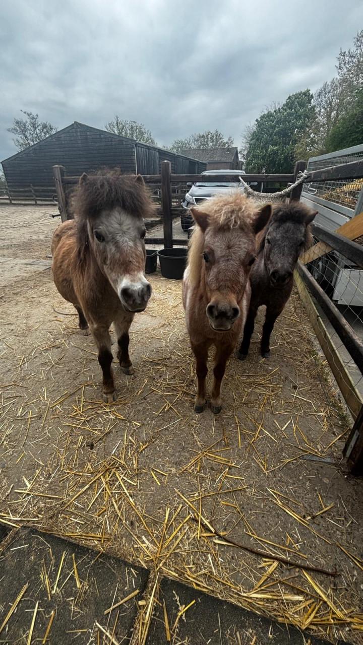 Leuk verzorgadres voor 3 lieve minipaardjes/pony’s gemeente Goes SHK