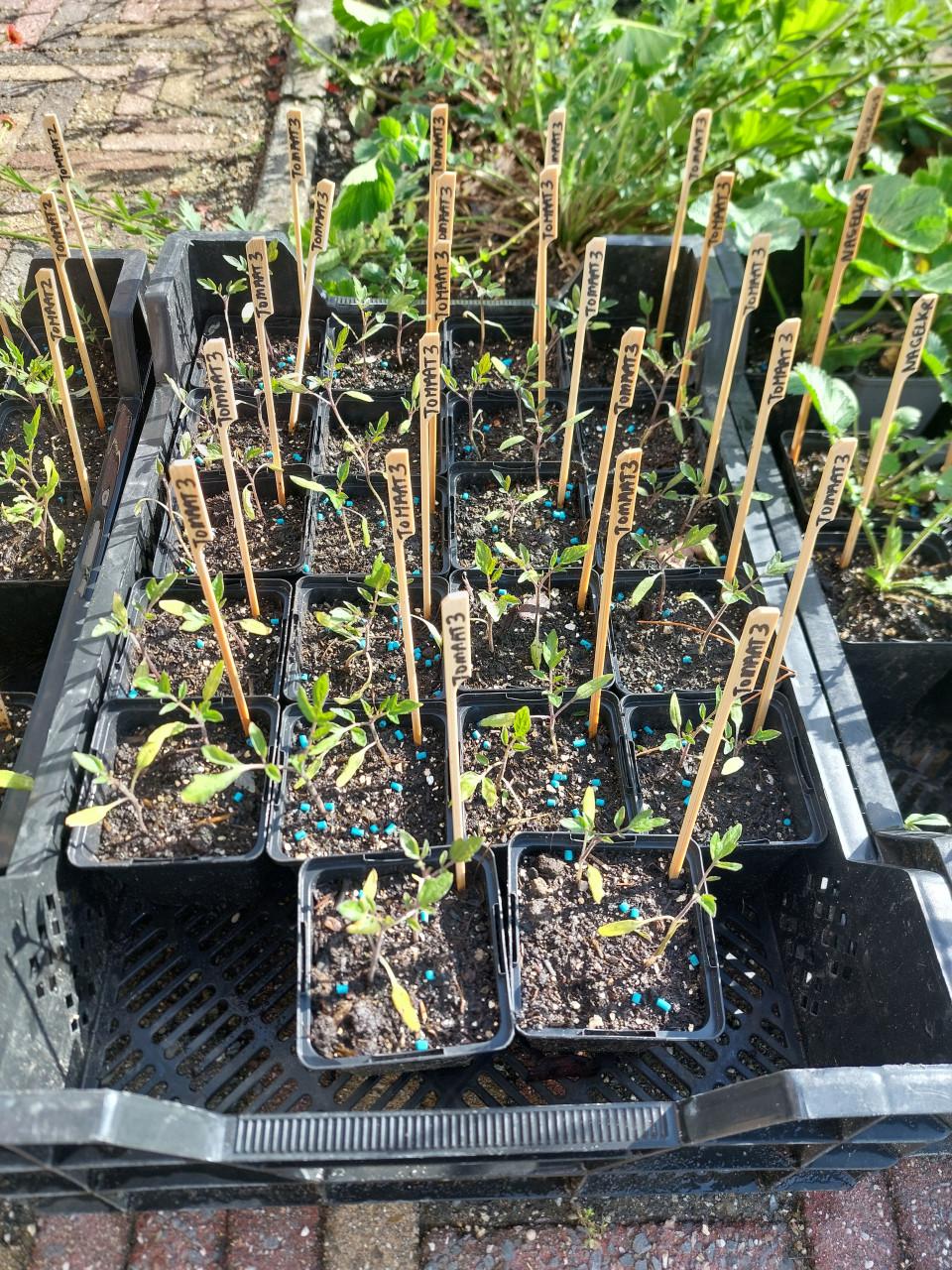 Tomaten / Aardbeien: SIERTUIN en MOESTUIN PLANTEN BIJ DE VOORDEUR