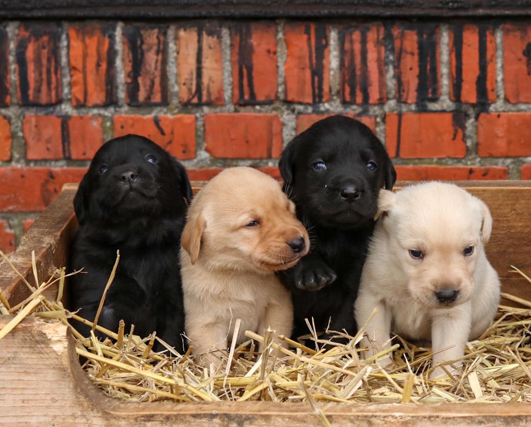 Prachtige labrador pups te koop geboren op de boerderij