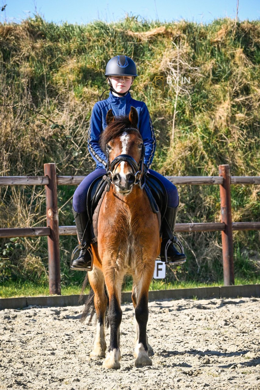 Welsh c pony