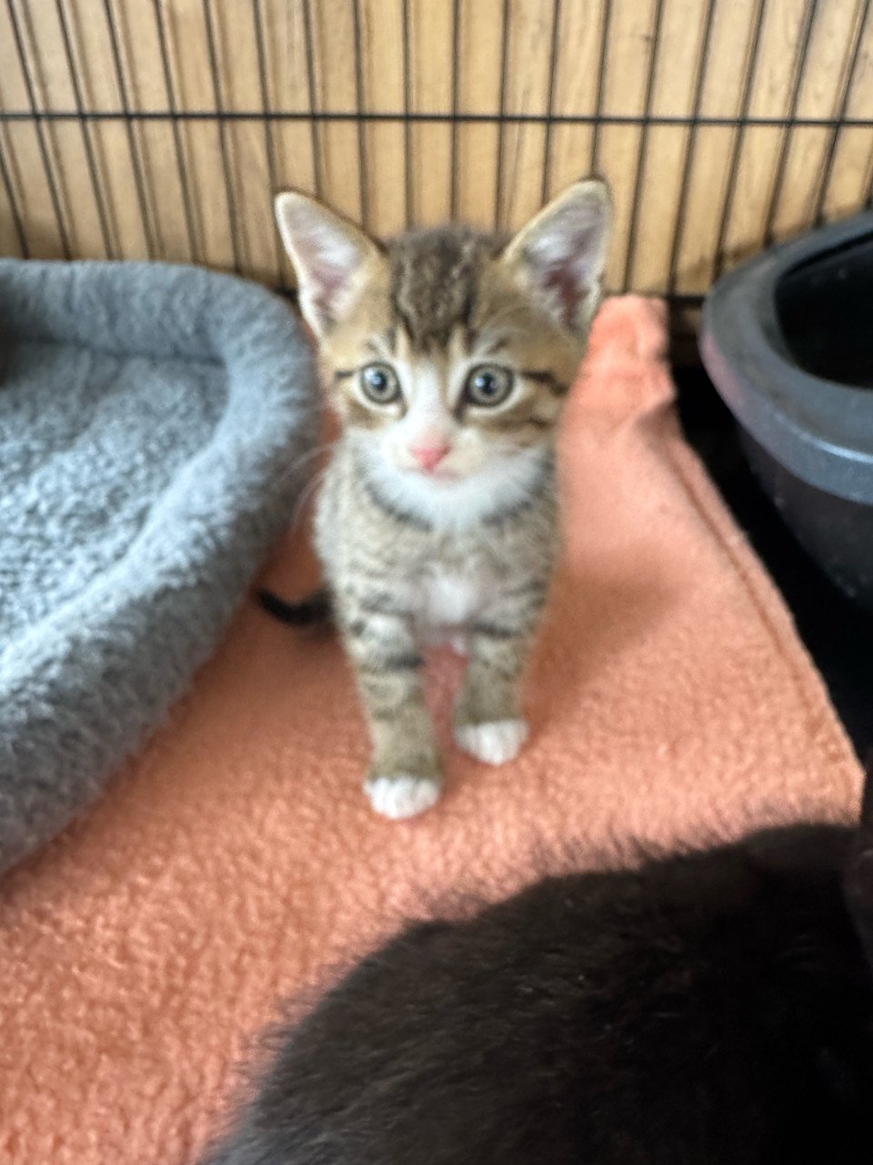 Kittens poesje en twee katertjes x bengaal