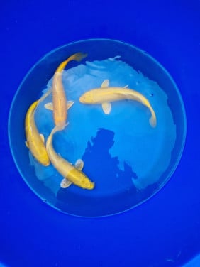 Marusei yamabuki koi vissen