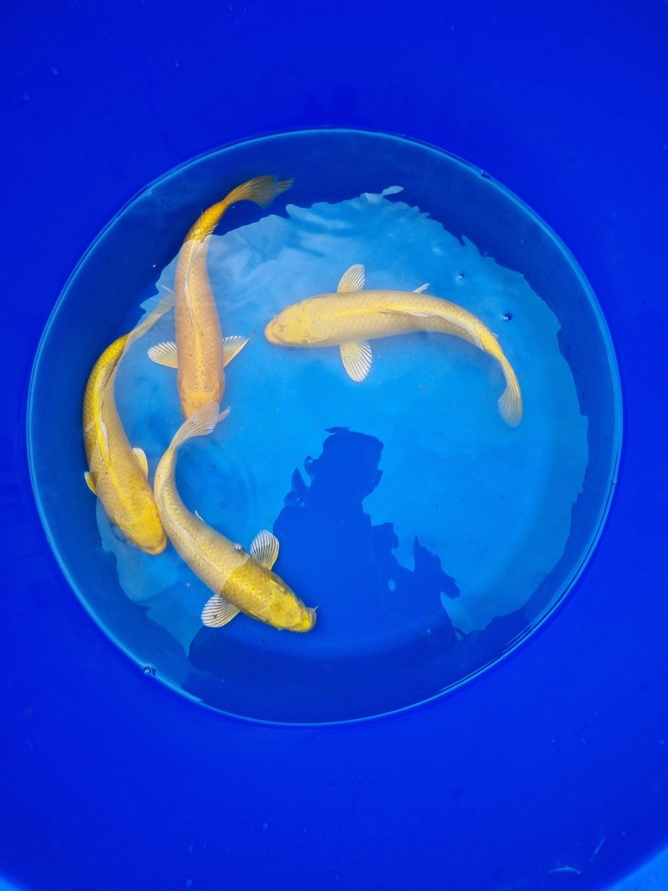 Marusei yamabuki koi vissen