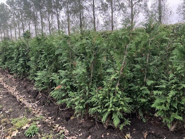 Thuja haag coniferen